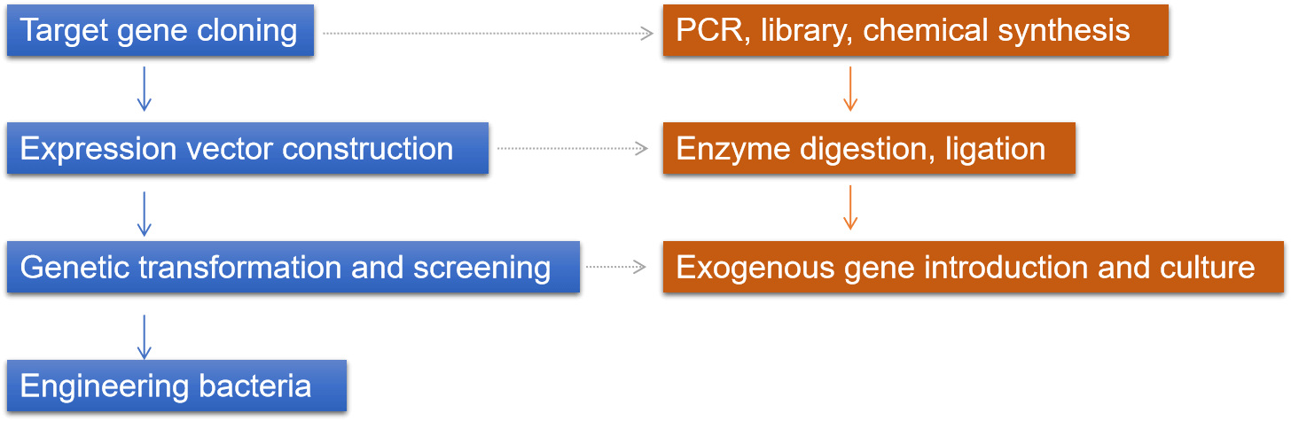 Fig. 2. Workflow of constructing E. coli engineered bacteria - Lifeasible